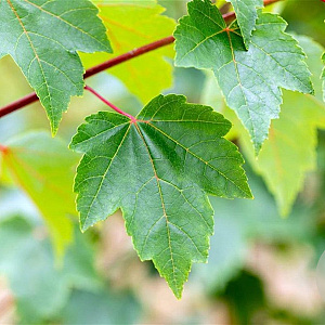 Acer rubrum Fairview Flame 8-10 HO draadkluit