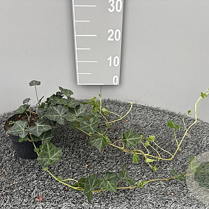 Hedera hibernica 60-80 cm P13