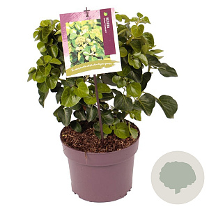 Hedera hib. 'Arbori Compact' 25-30 cm 3,0L