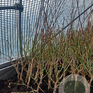 Acer shirasawanum 'Aureum' 40-50 cm met kluit