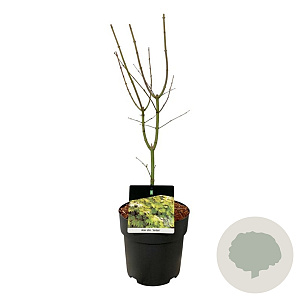 Acer shirasawanum 'Jordan' 40-50 cm P21