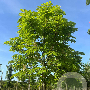 Aesculus hip. 'Baumannii' 18-20 HO draadkluit