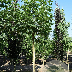 Aesculus hip. 'Baumannii' 20-25 HO draadkluit