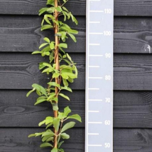 Akebia quinata 'Cream Form' 150-175 cm vierkant rond 5,5L