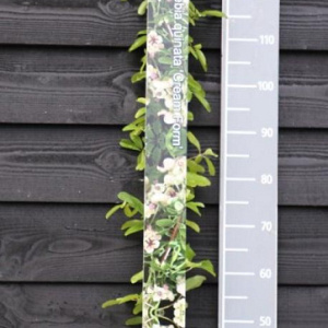 Akebia quinata 'Cream Form' 150-175 cm vierkant rond 5,5L