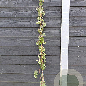 Akebia quinata 'Cream Form' 150-175 cm vierkant rond 5,5L