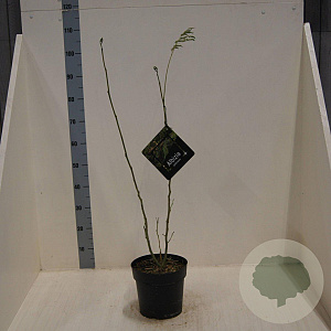 Albizia julibrissin 60-80 cm 6L