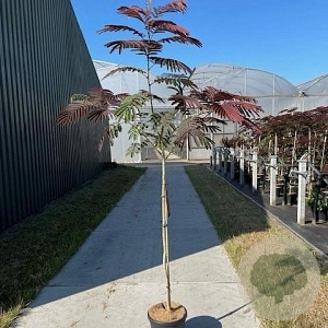 Albizia julibr. 'Evi's Pride' 175-225 10L 120 cm stam