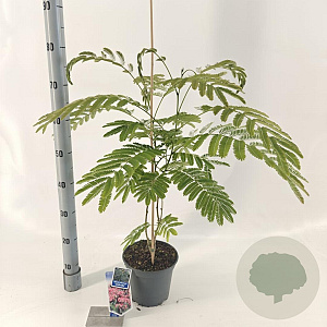 Albizia julibr. Ombrella 70-80 cm 3,0L met stok