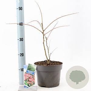 Albizia julibr. Ombrella 70-80 cm 3,0L met stok
