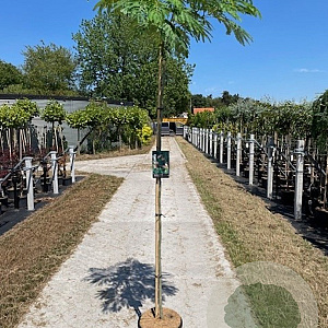Albizia julibr. Ombrella 6-8 HO 15L