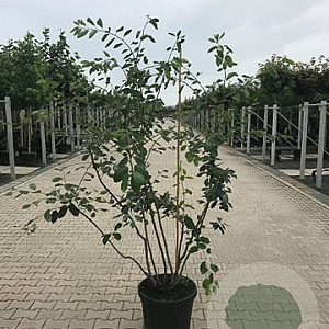Amelanchier lamarckii 150-175 cm 10L struik