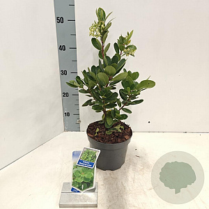Arbutus unedo Peace & Love 20-25 cm 2,0L