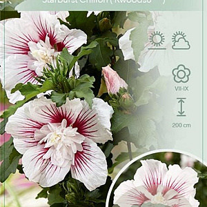 Hibiscus syr. Starburst Chiffon 80-90 cm 7,5L