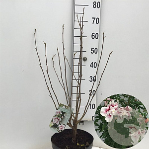 Hibiscus syr. Starburst Chiffon 80-90 cm 7,5L