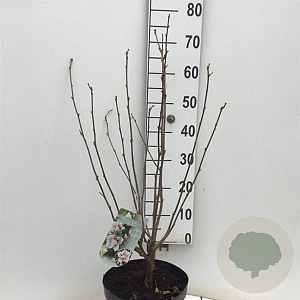 Hibiscus syr. Starburst Chiffon 80-90 cm 7,5L