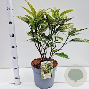 Aucuba jap. 'Crotonifolia' 40-50 cm 7,5L