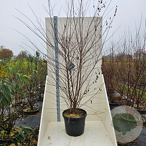 Betula nigra 200-250 cm cont. 55L meerstammig