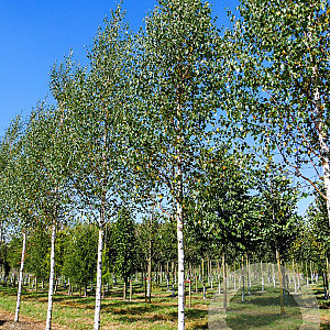Betula p. 'Zwitsers Glorie' 10-12 HO draadkluit