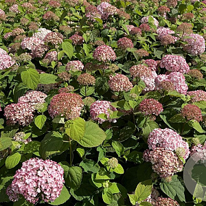 Hydrangea a. Candybelle Bubblegum 40-50 cm 3,0L