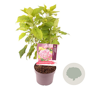 Hydrangea a. Candybelle Bubblegum 40-50 cm 3,0L