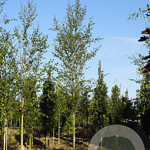 Betula p. 'Zwitsers Glorie' 14-16 HO draadkluit