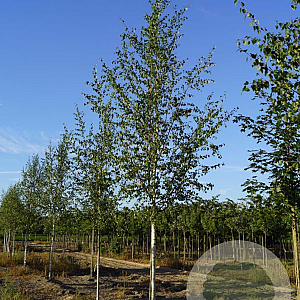 Betula p. 'Zwitsers Glorie' 16-18 HO draadkluit