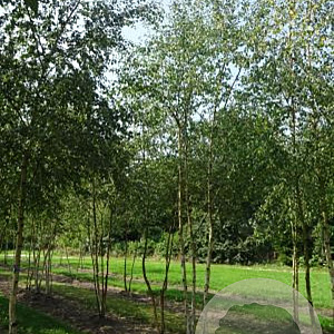 Betula pubescens 350-400 cm draadkluit meerstammig op aanvraag