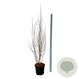 Betula utilis jacquemontii 175-200 cm 30L extra