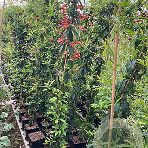 Bignonia capr. 'Tangerine Beauty' 150-175 cm vierkant rond 5,5L