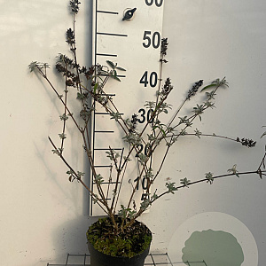 Buddleja d. 'Border Beauty' 40-60 cm 2,0L