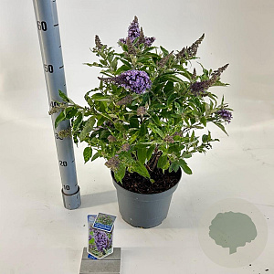 Buddleja d. B. Candy Lila Sweeth. 30-40 cm 5,0L