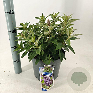 Buddleja d. B. Candy Lila Sweeth. 30-40 cm 5,0L
