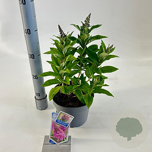 Buddleja d. B. Candy Little Cerise 30-35 cm 3,0L