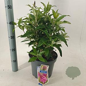 Buddleja d. B. Candy Little Cerise 30-40 cm 5,0L