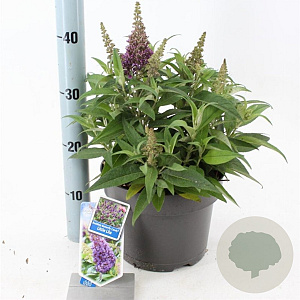 Buddleja d. B. Candy Little Lila 30-40 cm 5,0L