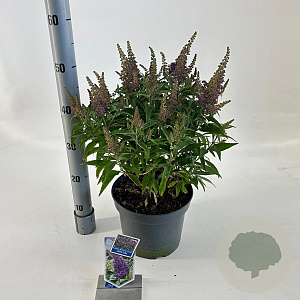 Buddleja d. B. Candy Little Lila 30-40 cm 5,0L
