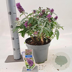 Buddleja d. B. Candy Little Lila 30-40 cm 5,0L