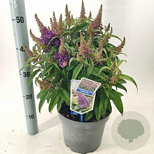 Buddleja d. B. Candy Little Lila 30-40 cm 5,0L