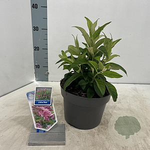 Buddleja d. B. Candy Little Pink 30-35 cm 3,0L