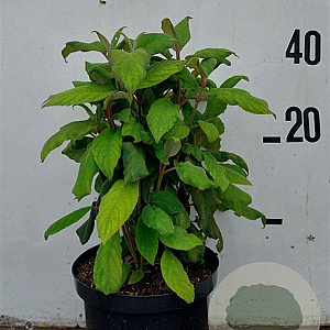 Hydrangea asp. 'Macrophylla' 40-50 cm 10L