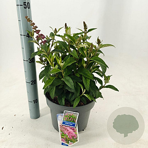 Buddleja d. B. Candy Little Pink 30-40 cm 5,0L