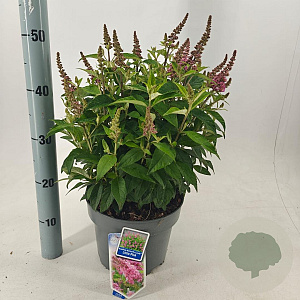 Buddleja d. B. Candy Little Pink 30-40 cm 5,0L