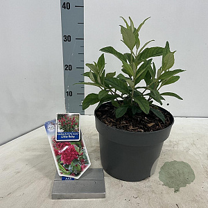 Buddleja d. B. Candy Little Ruby 30-35 cm 3,0L