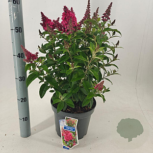 Buddleja d. B. Candy Little Ruby 30-40 cm 5,0L