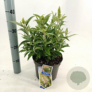 Buddleja d. B. Candy Little White 30-35 cm 3,0L