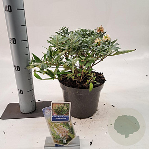 Buddleja d. B. Candy Little White 30-35 cm 3,0L