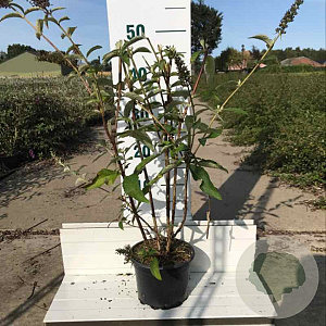 Buddleja d. 'Empire Blue' 40-60 cm 2,0L