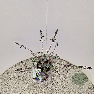 Buddleja d. 'Empire Blue' 50-55 cm 3,0L