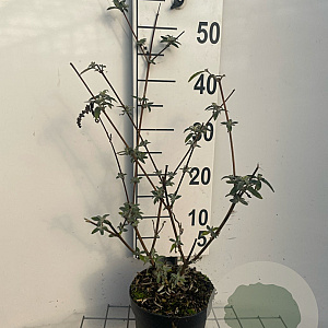 Buddleja d. 'Ile de France' 40-60 cm 2,0L